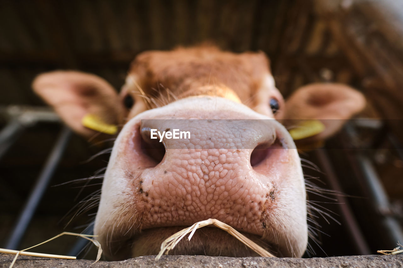 Close-up portrait of a cow