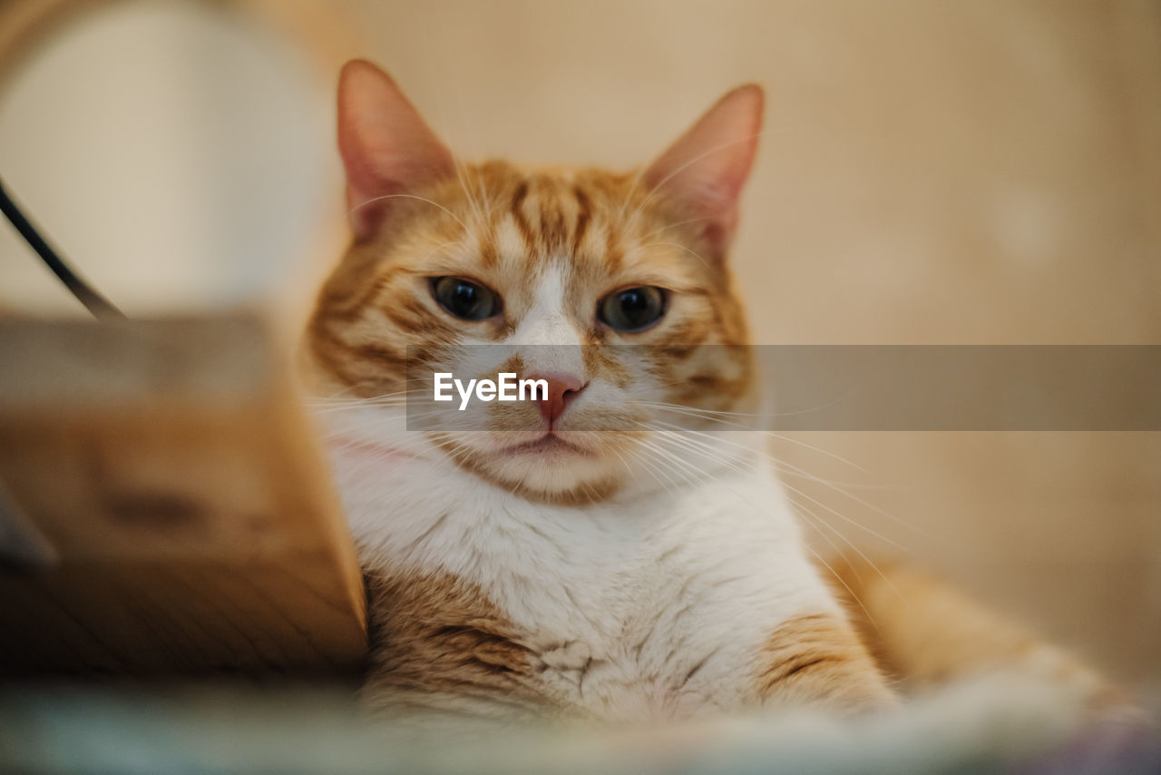 CLOSE-UP PORTRAIT OF GINGER CAT