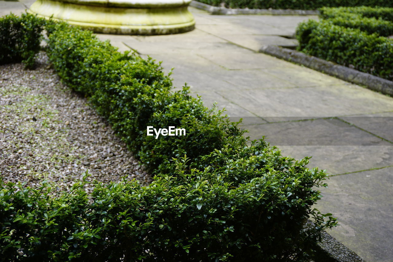 PLANTS GROWING ON FOOTPATH