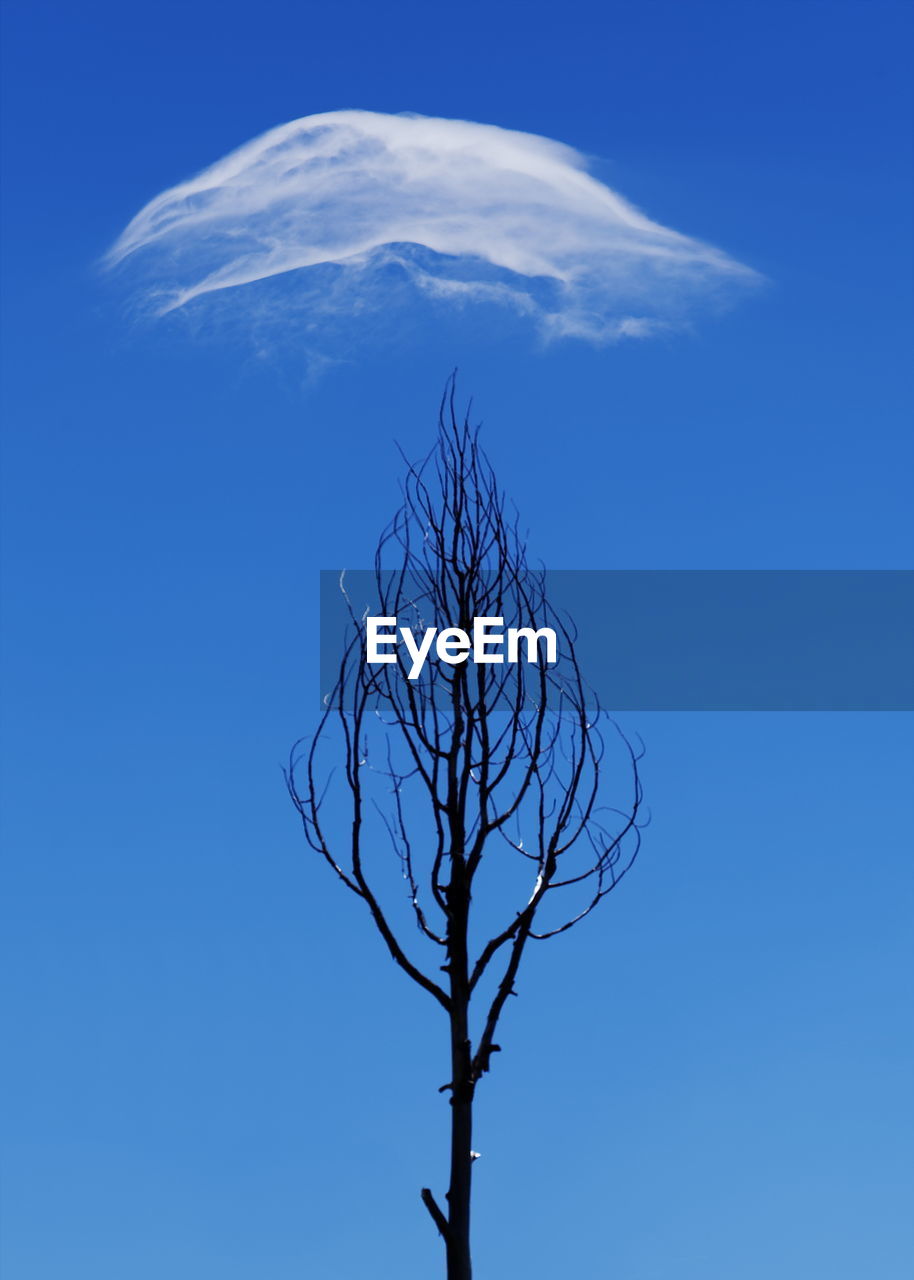 Low angle view of bare tree against clear blue sky