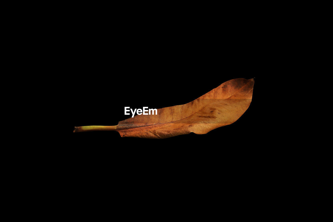 CLOSE-UP OF AUTUMN LEAF AGAINST BLACK BACKGROUND