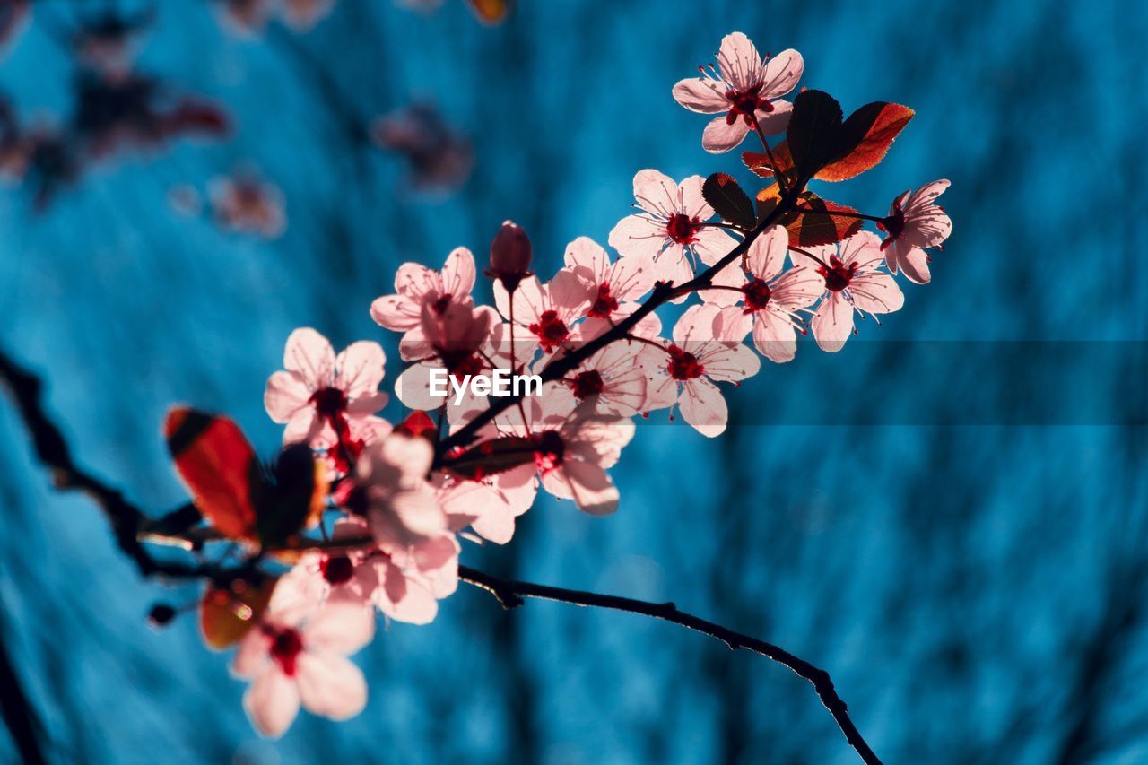 CLOSE-UP OF CHERRY BLOSSOM TREE