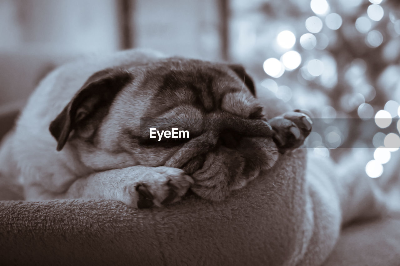 Close-up of pug sleeping on bed