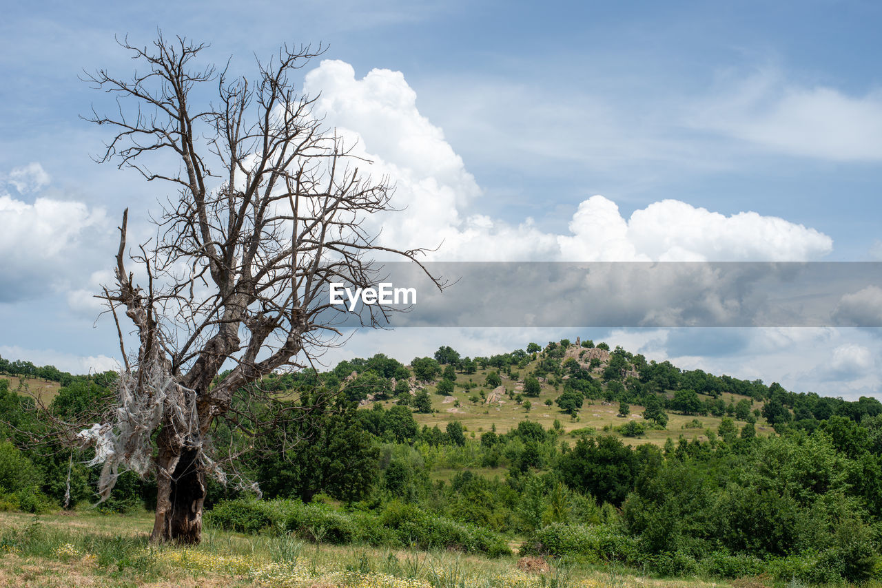 Dead tree in the wilderness with pollution over it.