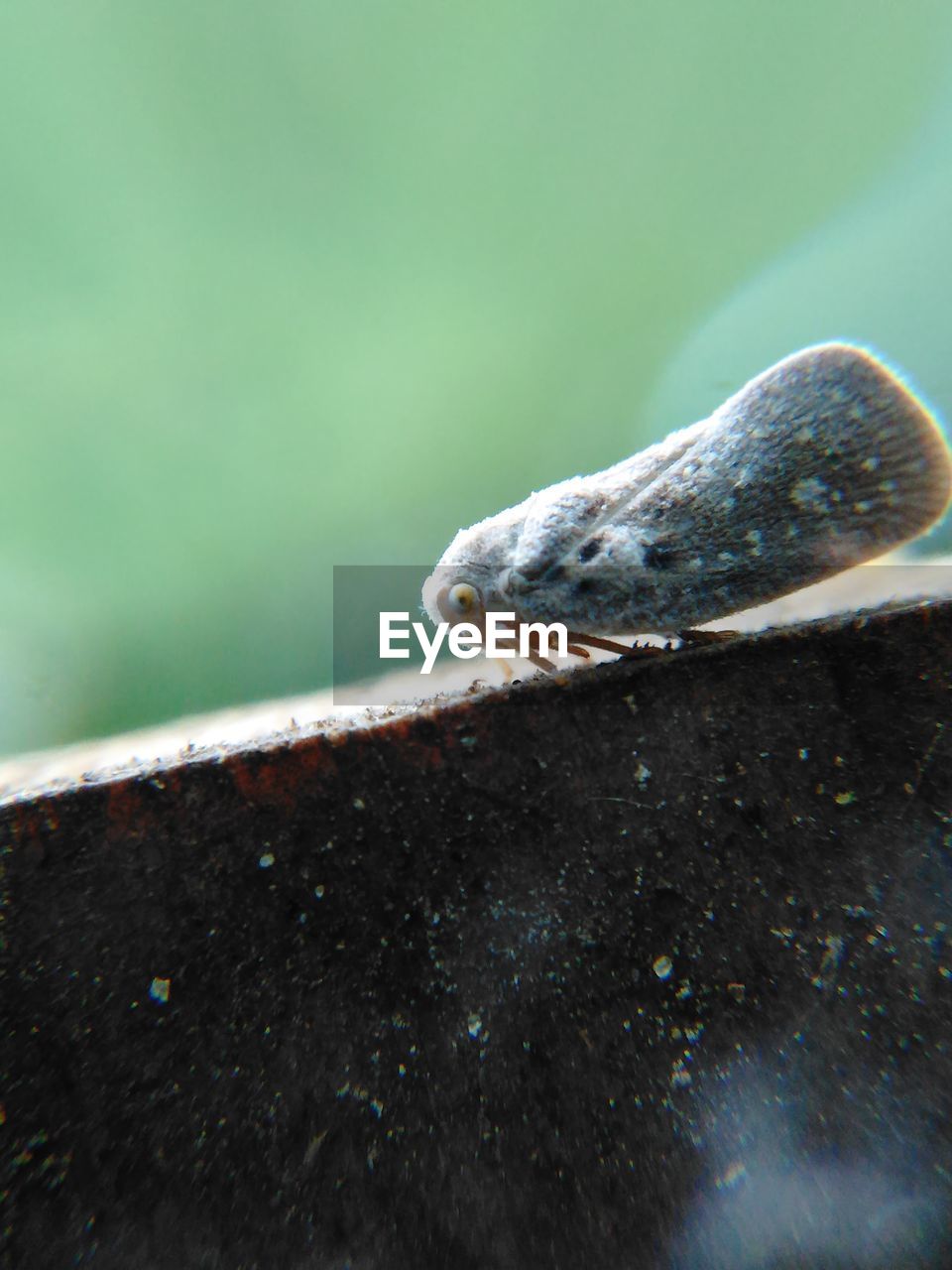 Close-up of insect on stone railing