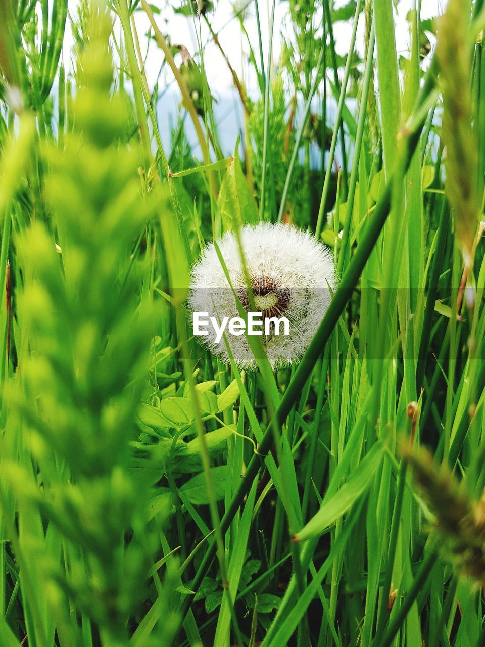 CLOSE-UP OF FLY ON GRASS
