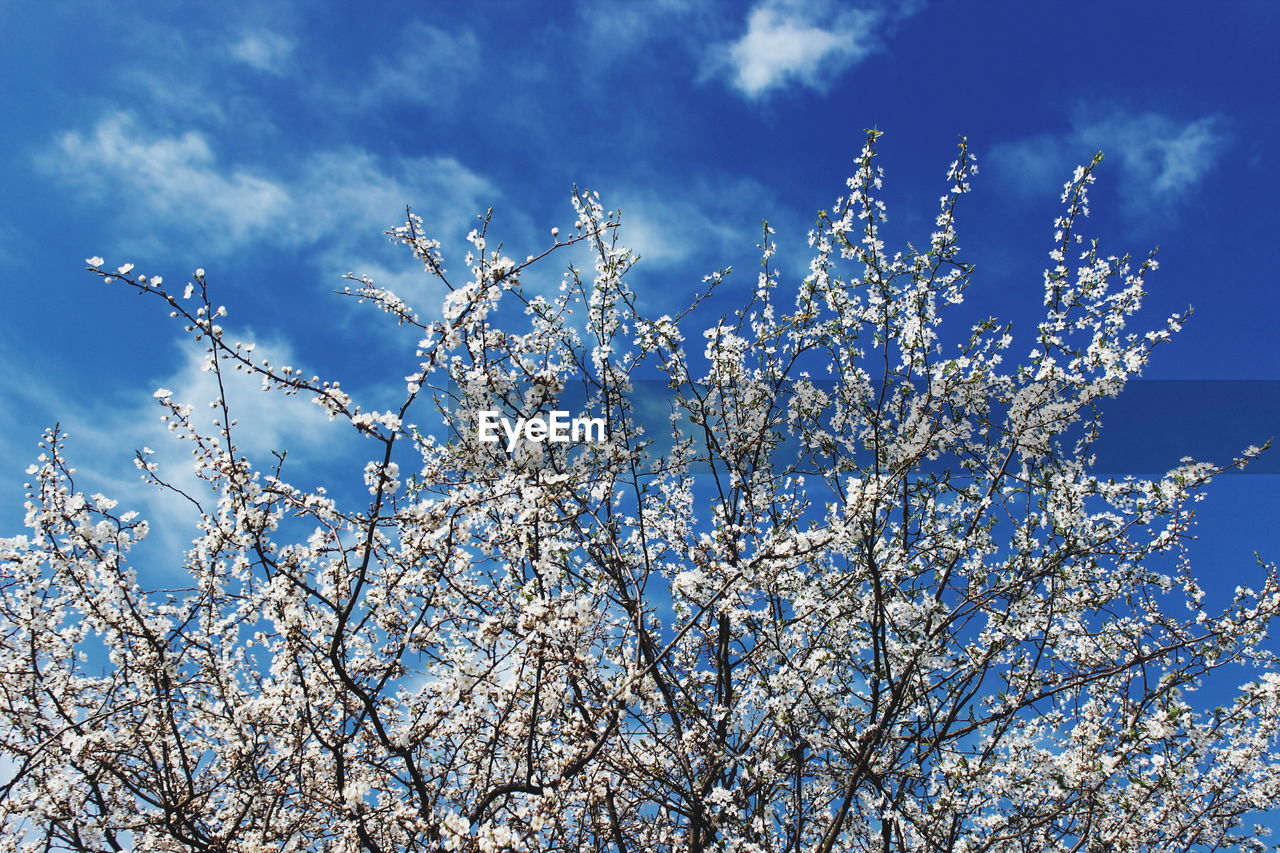 Low angle view of white flowering tree against sky during springtime