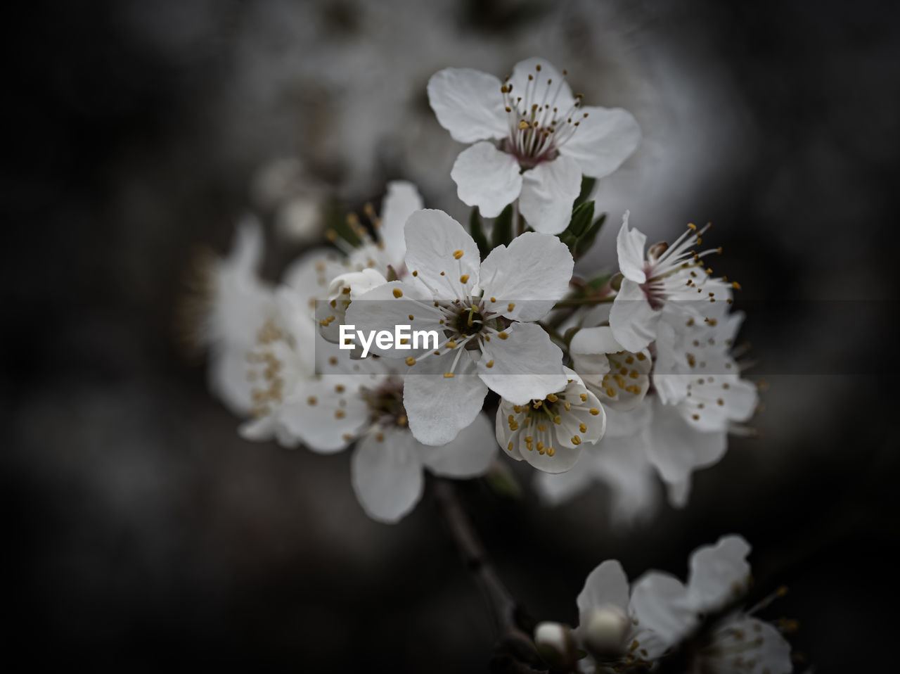 plant, flower, flowering plant, beauty in nature, freshness, close-up, blossom, fragility, branch, macro photography, springtime, nature, tree, white, growth, flower head, inflorescence, produce, cherry blossom, spring, petal, no people, pollen, botany, focus on foreground, outdoors, selective focus, food and drink, fruit, food, twig
