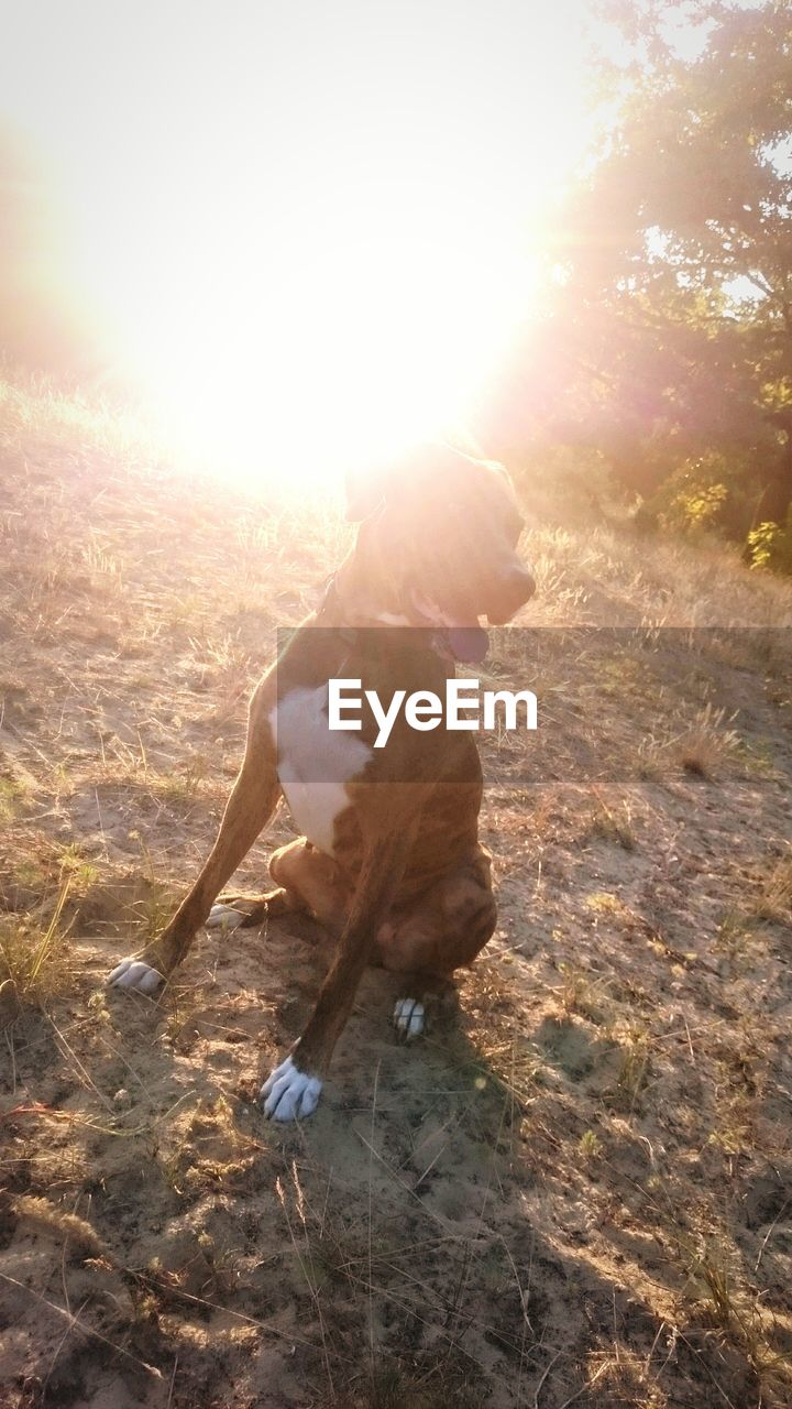 DOG ON FIELD AGAINST SKY