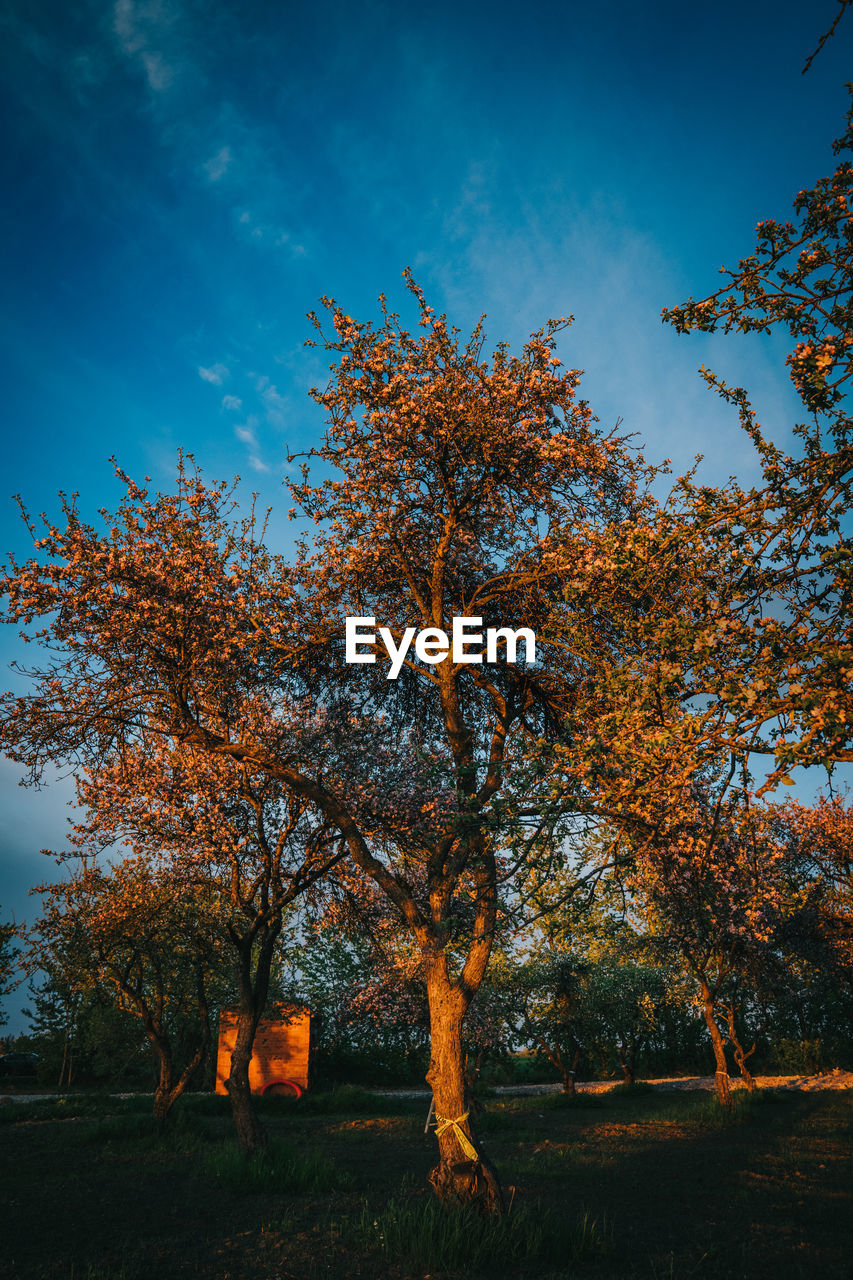 LOW ANGLE VIEW OF TREE DURING AUTUMN AGAINST SKY