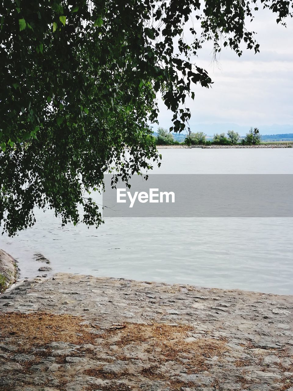 TREE BY LAKE AGAINST SKY