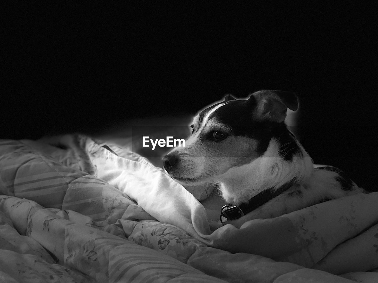 Close-up of dog resting on bed at home