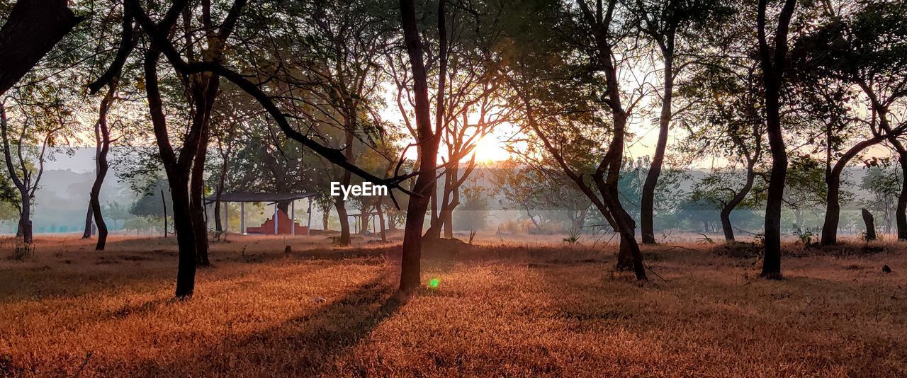 Trees on field against sky