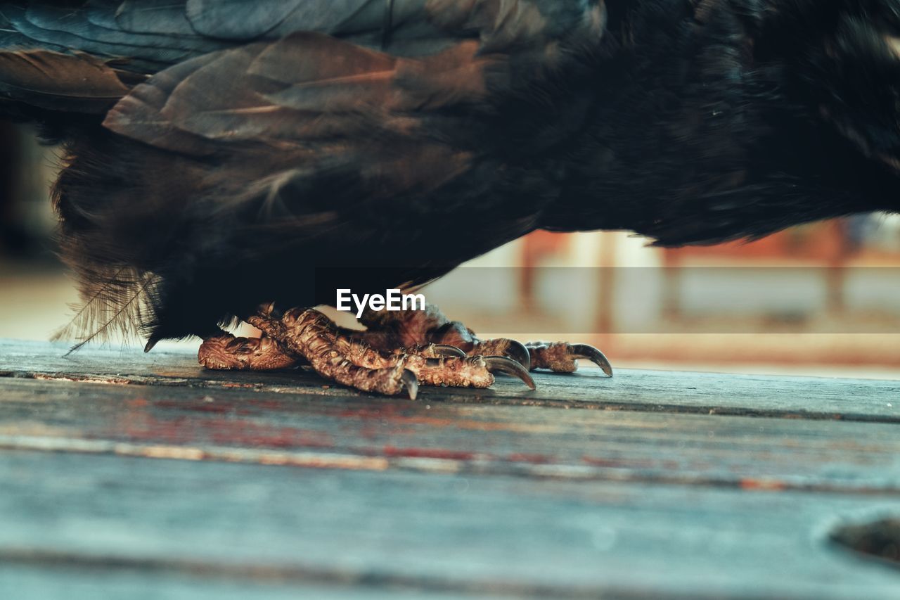 Low section of bird on table