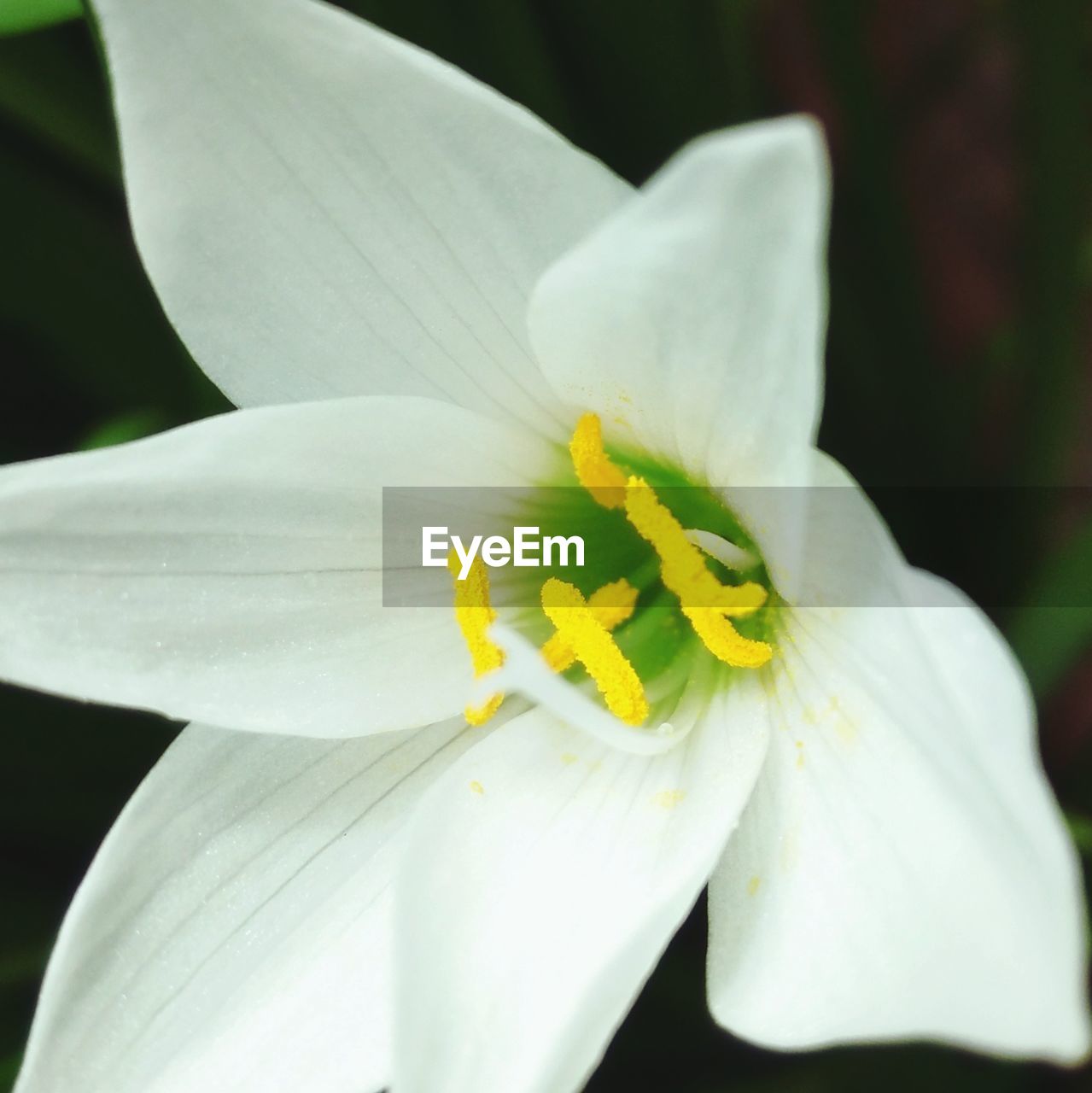 Close-up of white flower