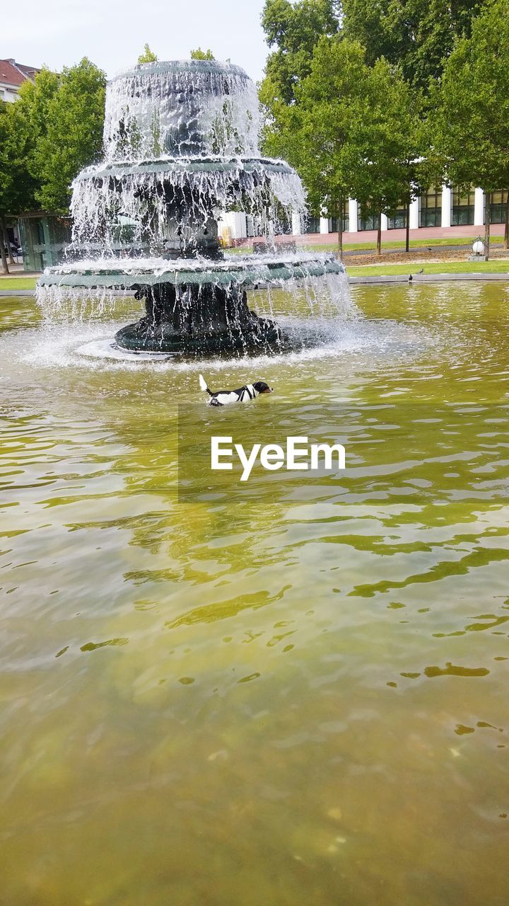 VIEW OF WATER SPLASHING ON TREE