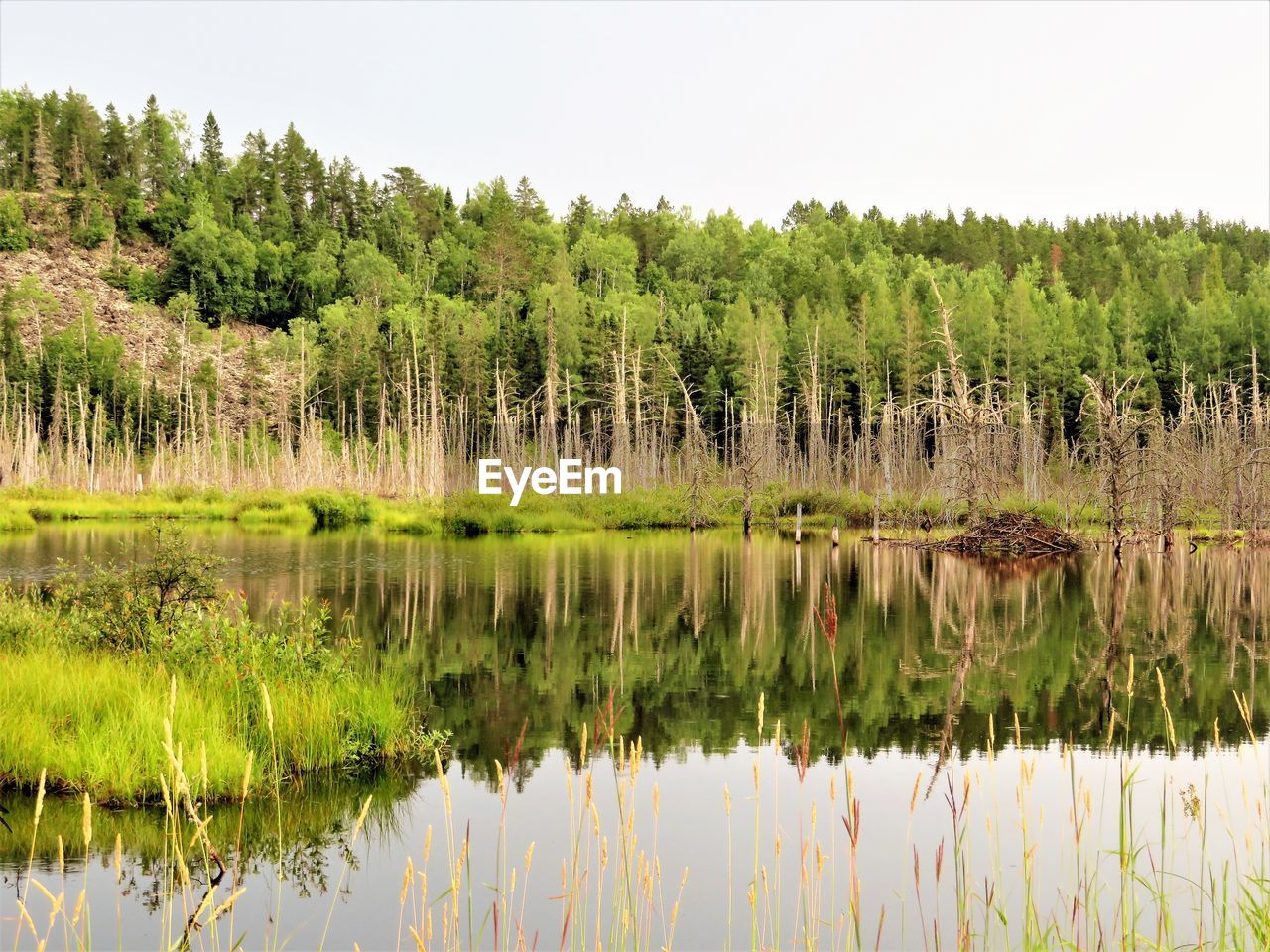 REFLECTION OF TREES IN LAKE AGAINST SKY