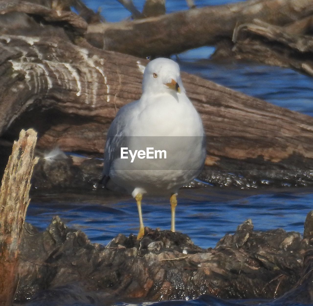 CLOSE-UP OF BIRD PERCHING ON WATER