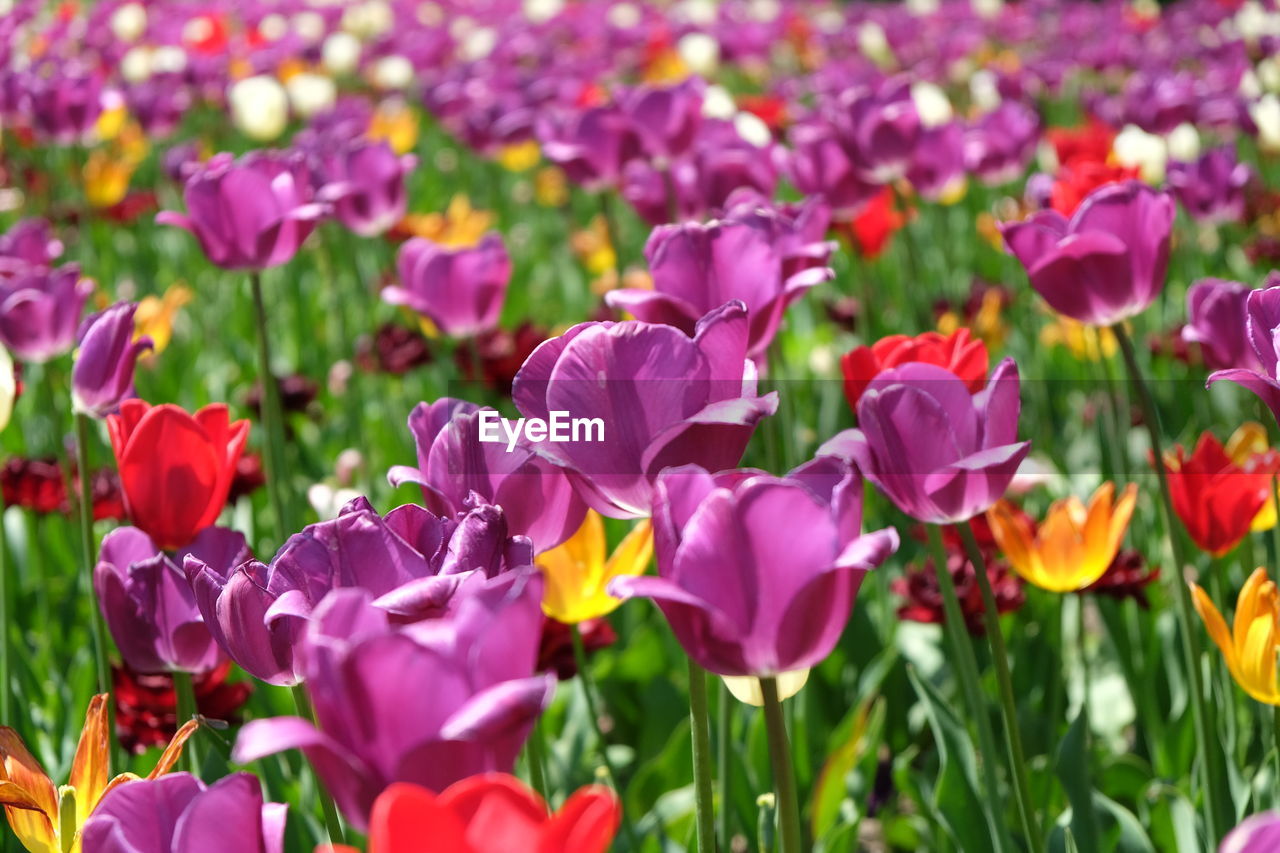 Purple flowers growing in field