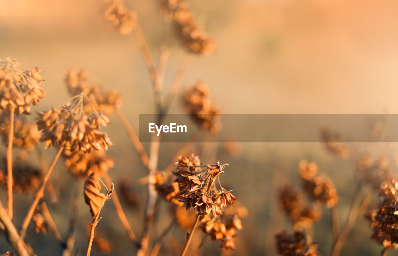 Abstract blurred orange autumn or summer background with dry wild meadow grass at sunset. 