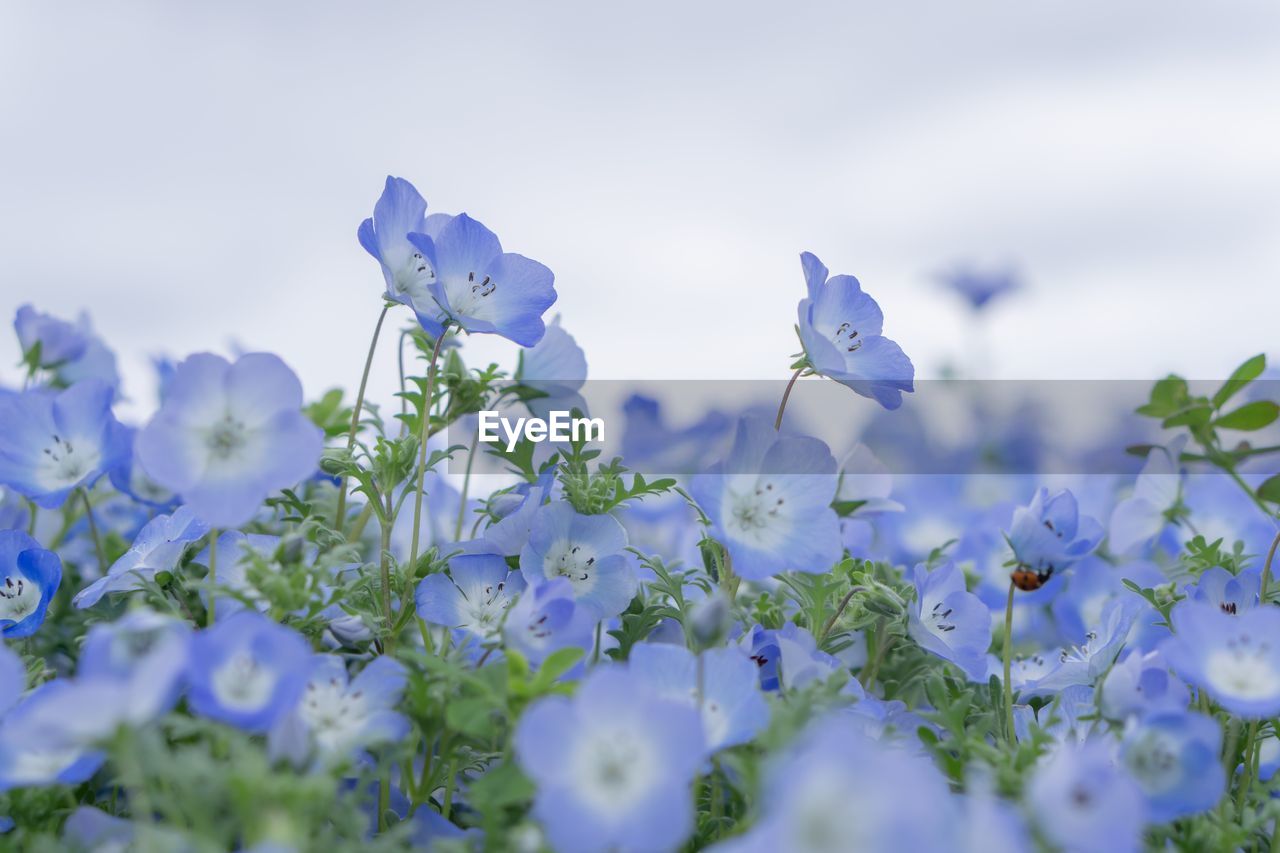 Close-up of purple flowering plants on field