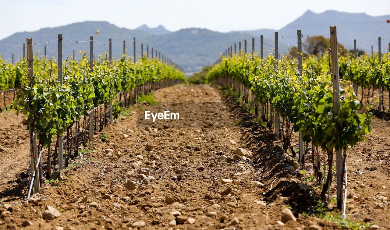 View of vineyard against sky