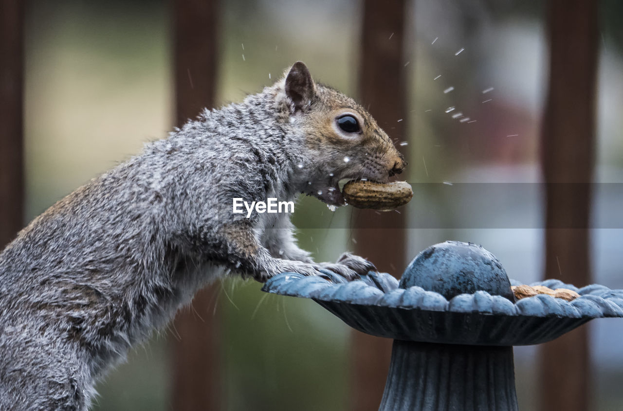 Splattered on the fountain