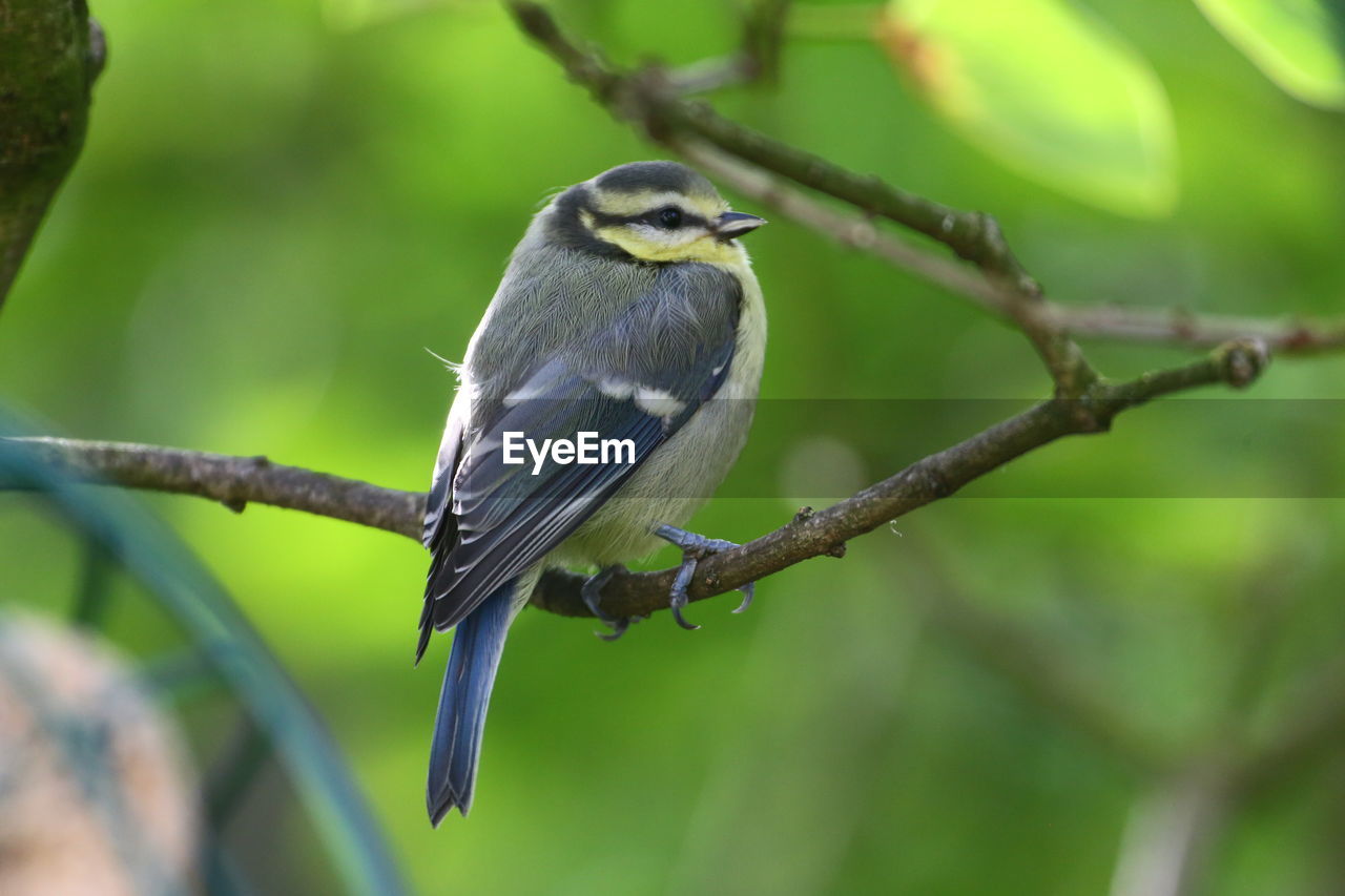 Close-up of bird perching on branch