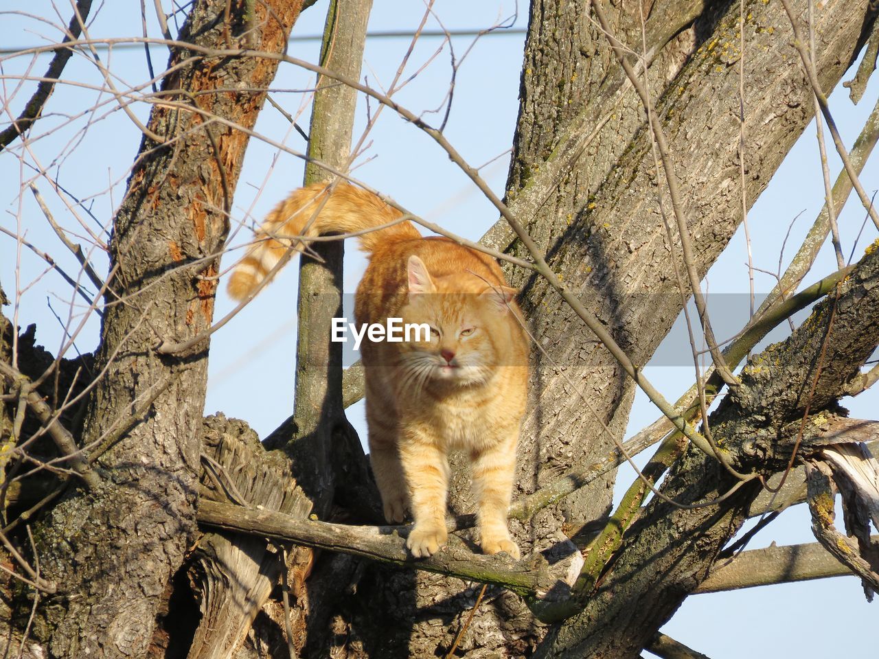 LOW ANGLE VIEW OF A CAT