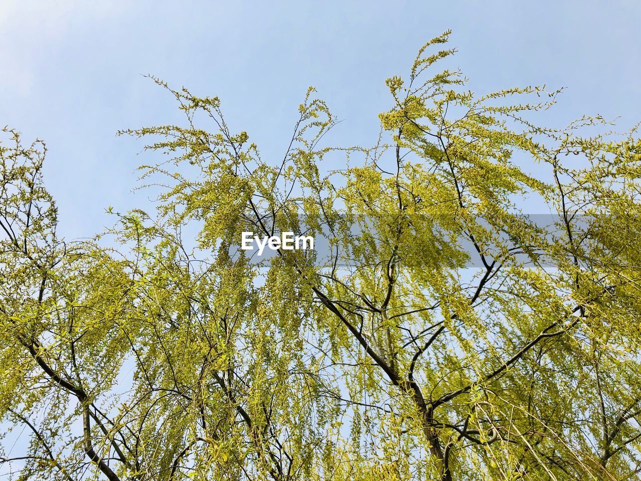 LOW ANGLE VIEW OF PLANTS AGAINST SKY