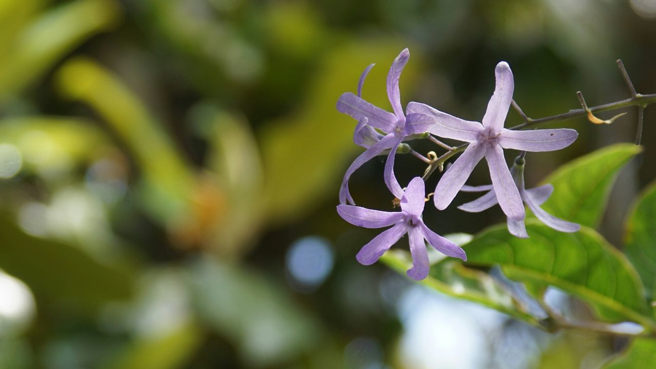 CLOSE-UP OF BUMBLEBEE ON FLOWER