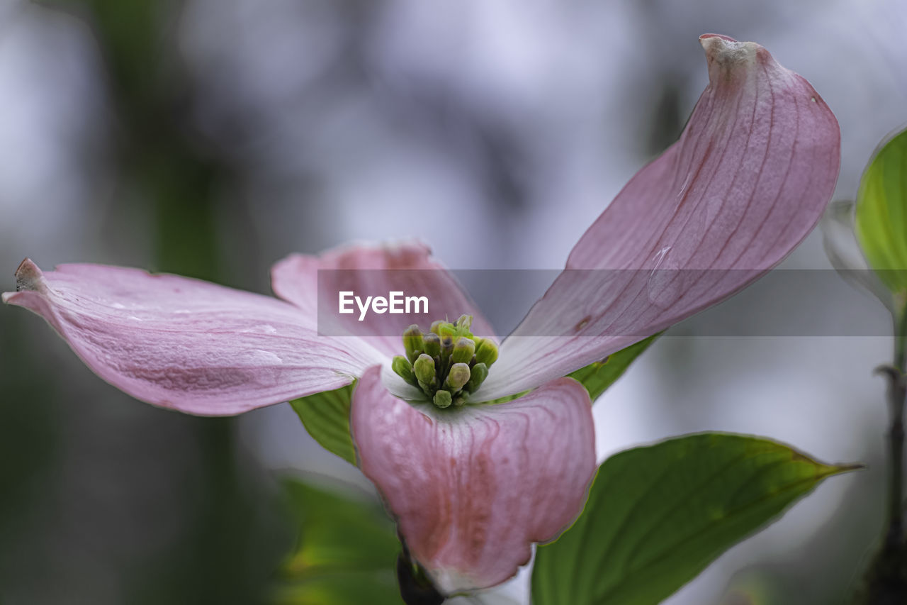 Close-up of pink flower