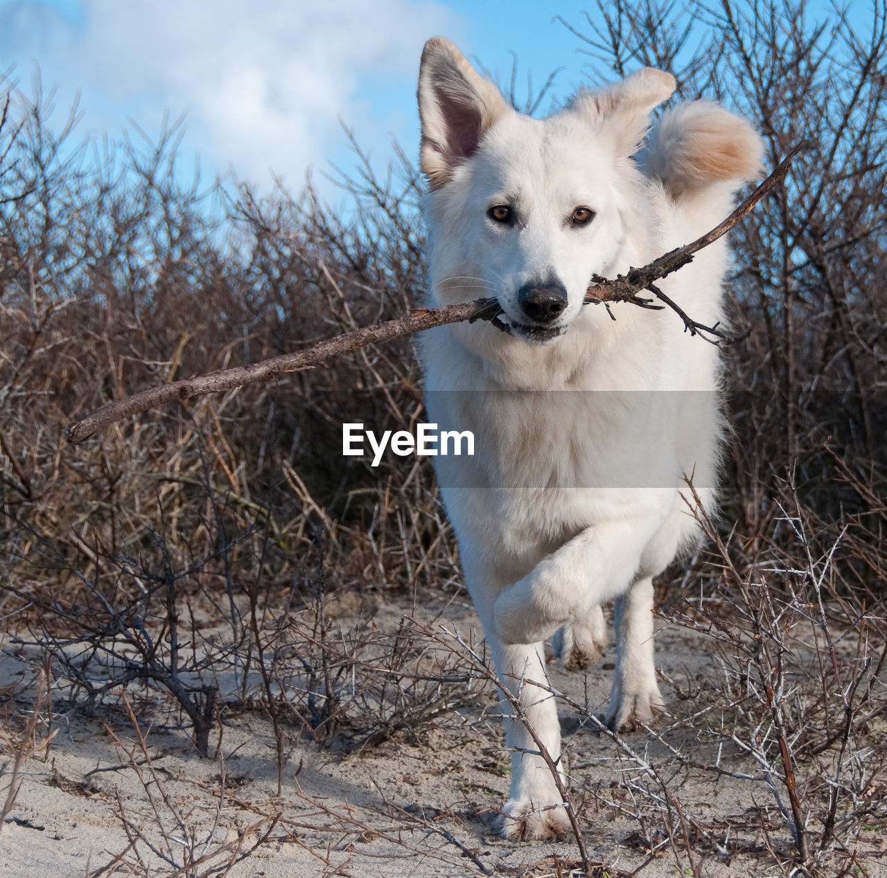 Portrait of dog with twig standing on field