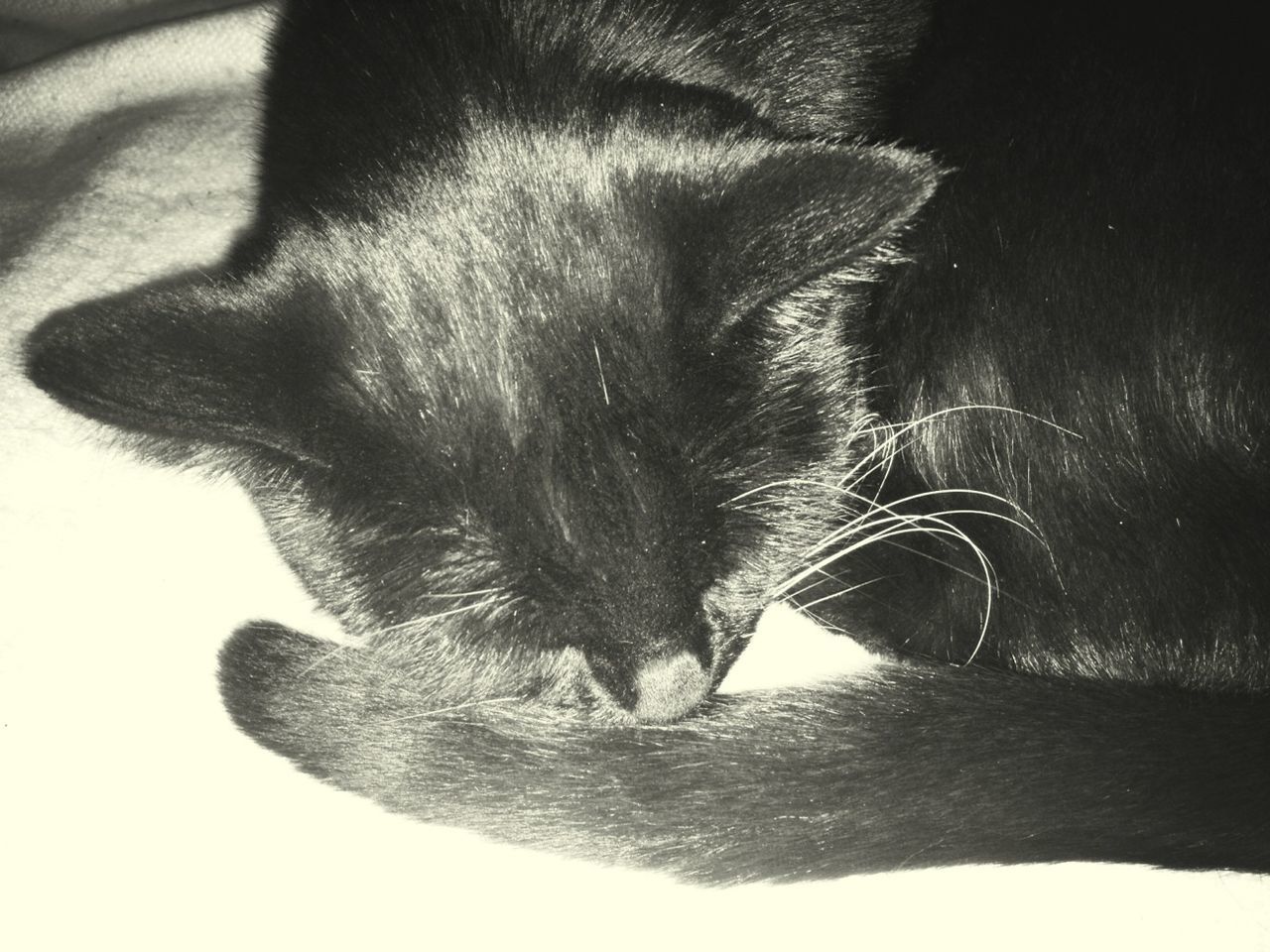 Close-up of black cat sleeping