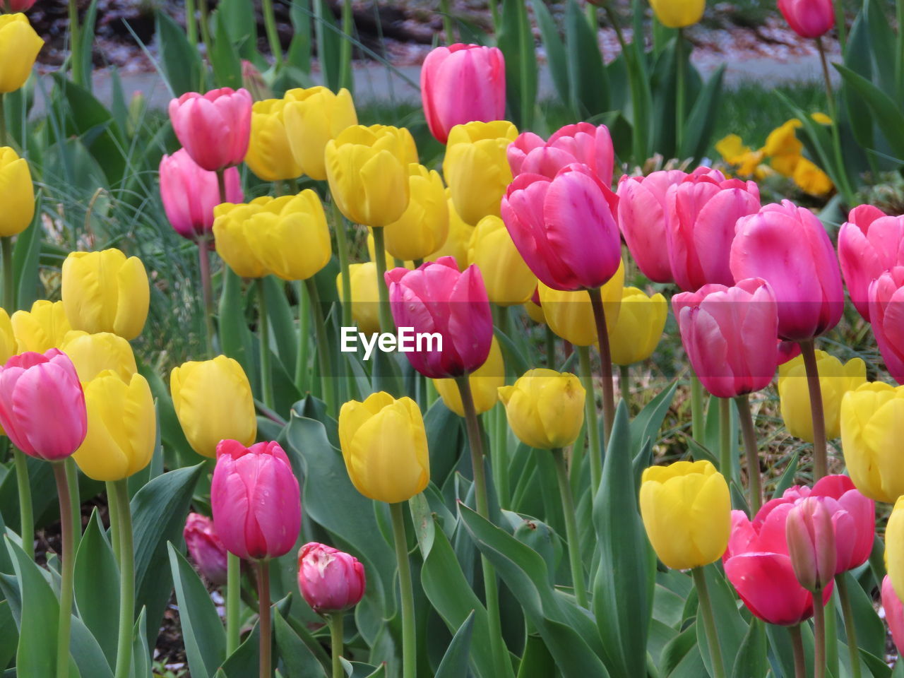 PINK TULIPS IN BLOOM