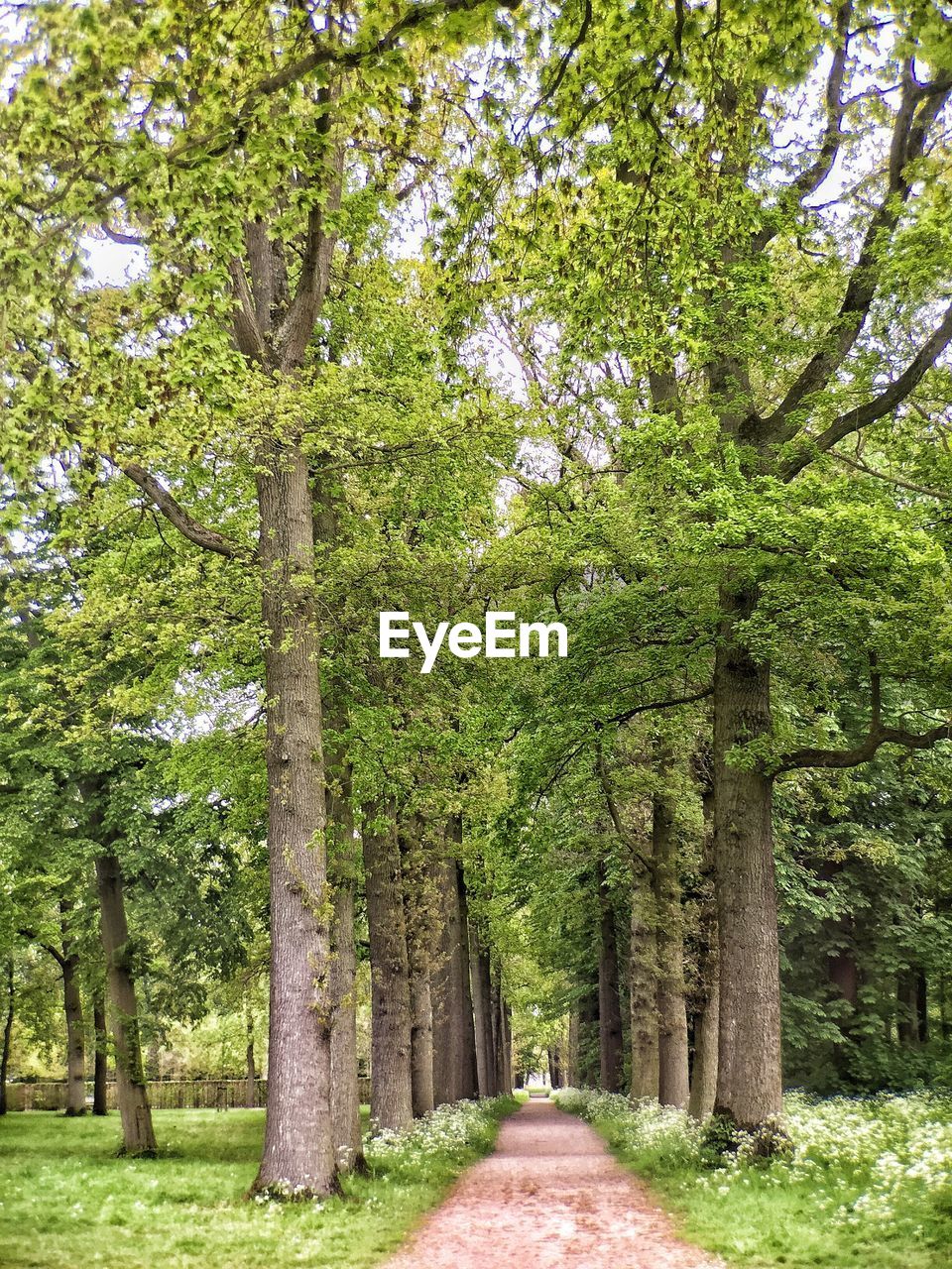 Trees on landscape against sky