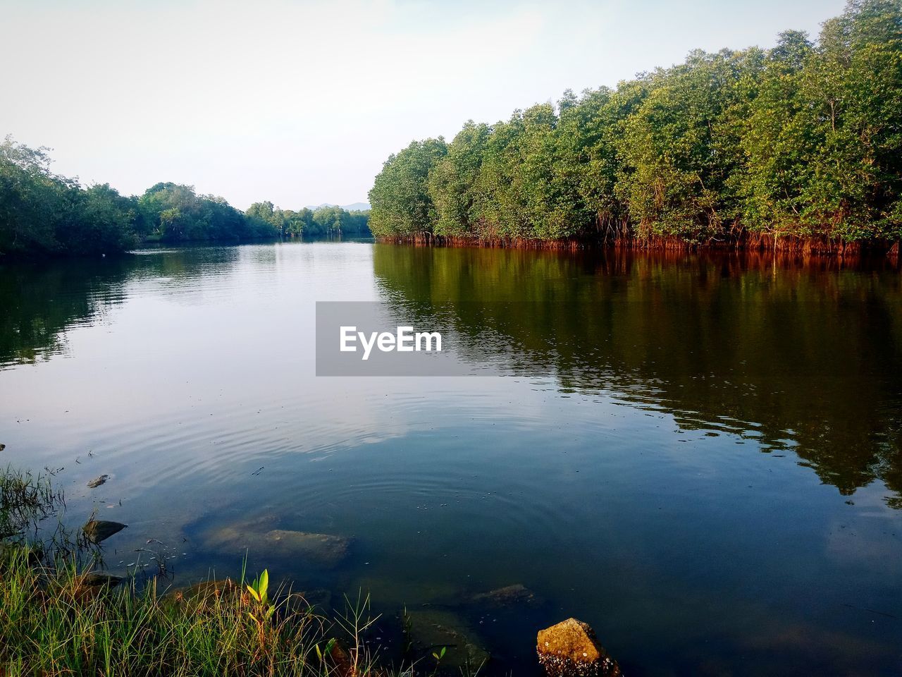 TREES BY LAKE AGAINST SKY