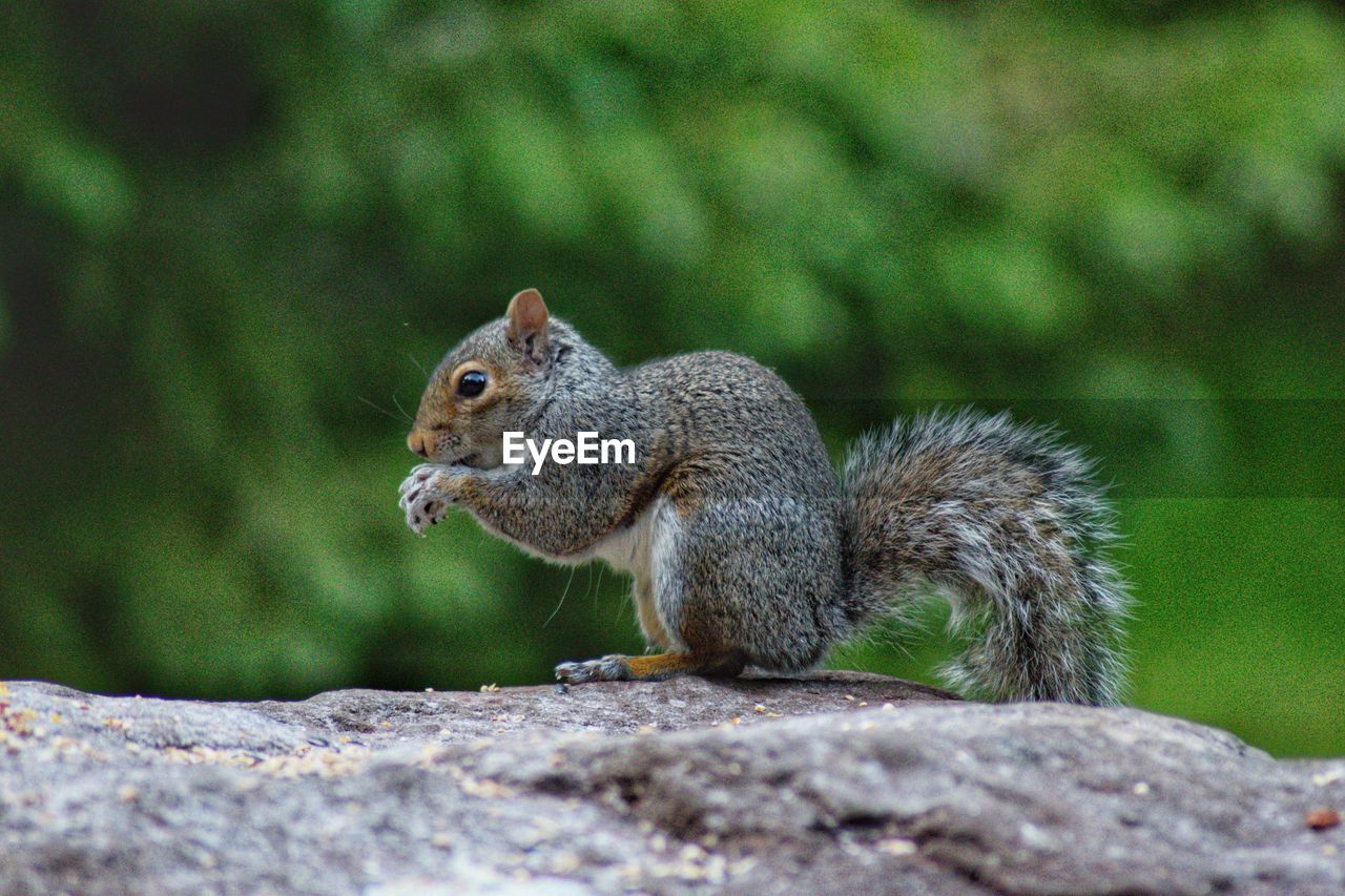 Squirrel on rock