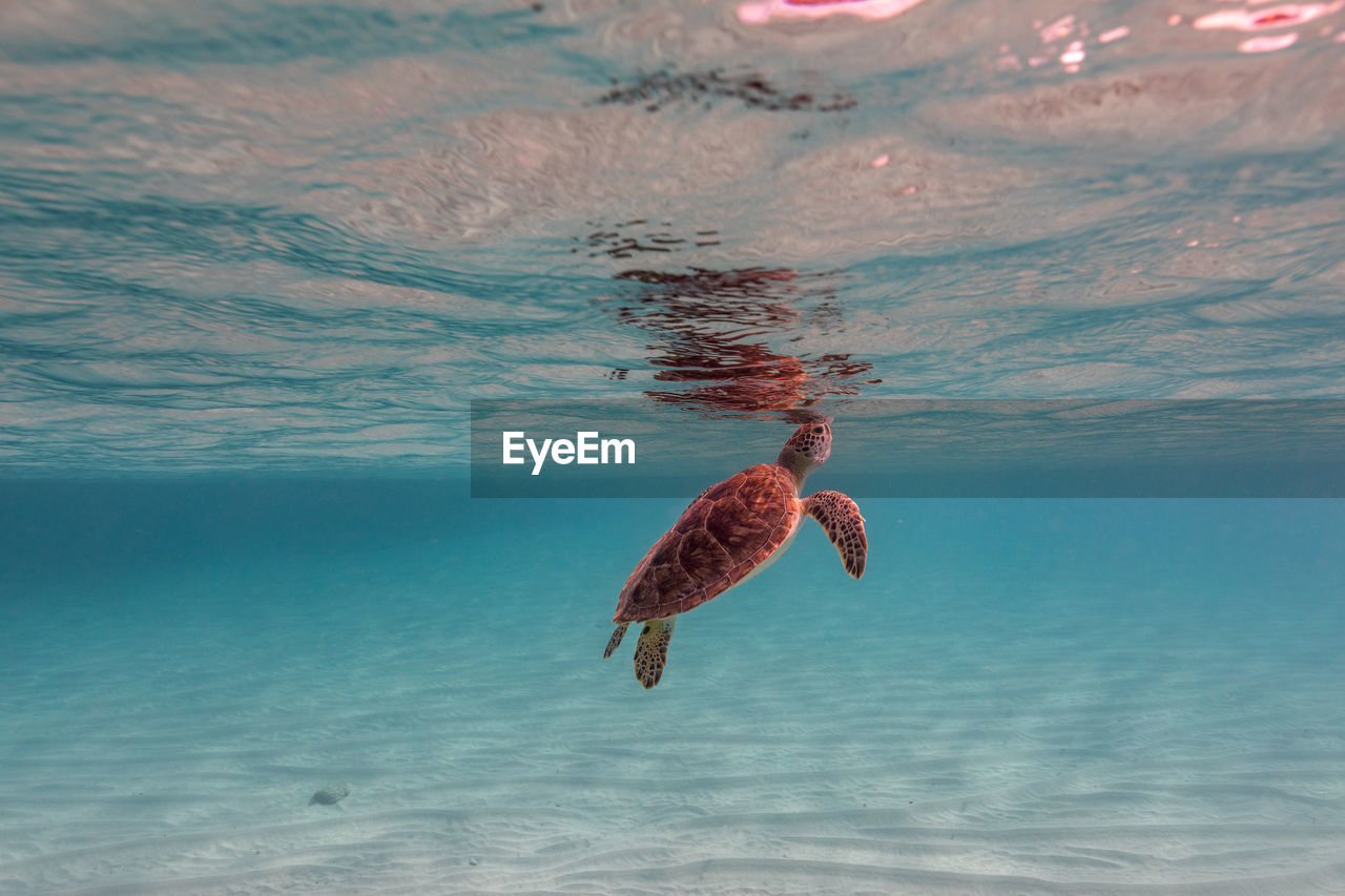 Turtle swimming in sea