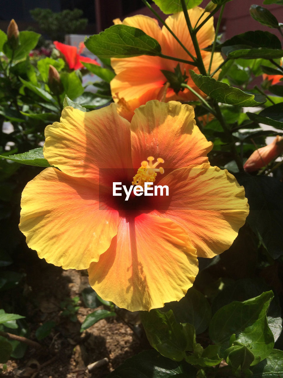 CLOSE-UP OF YELLOW HIBISCUS