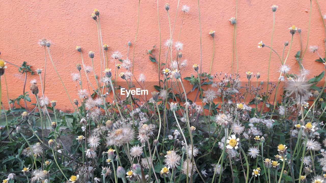 Close-up of flowering plants against wall