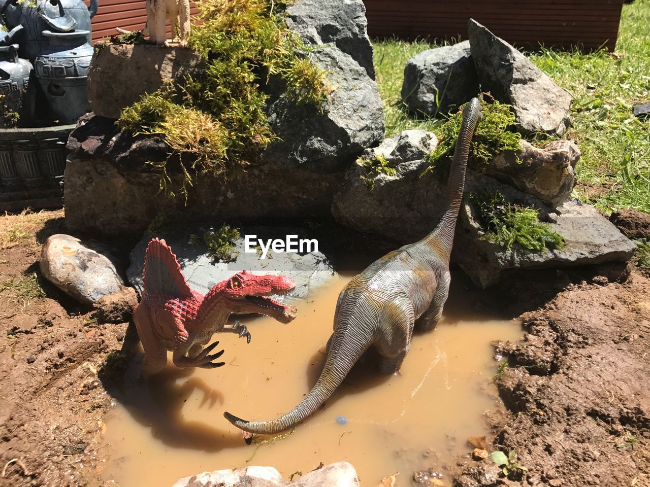HIGH ANGLE VIEW OF SNAKE ON ROCK BY WATER
