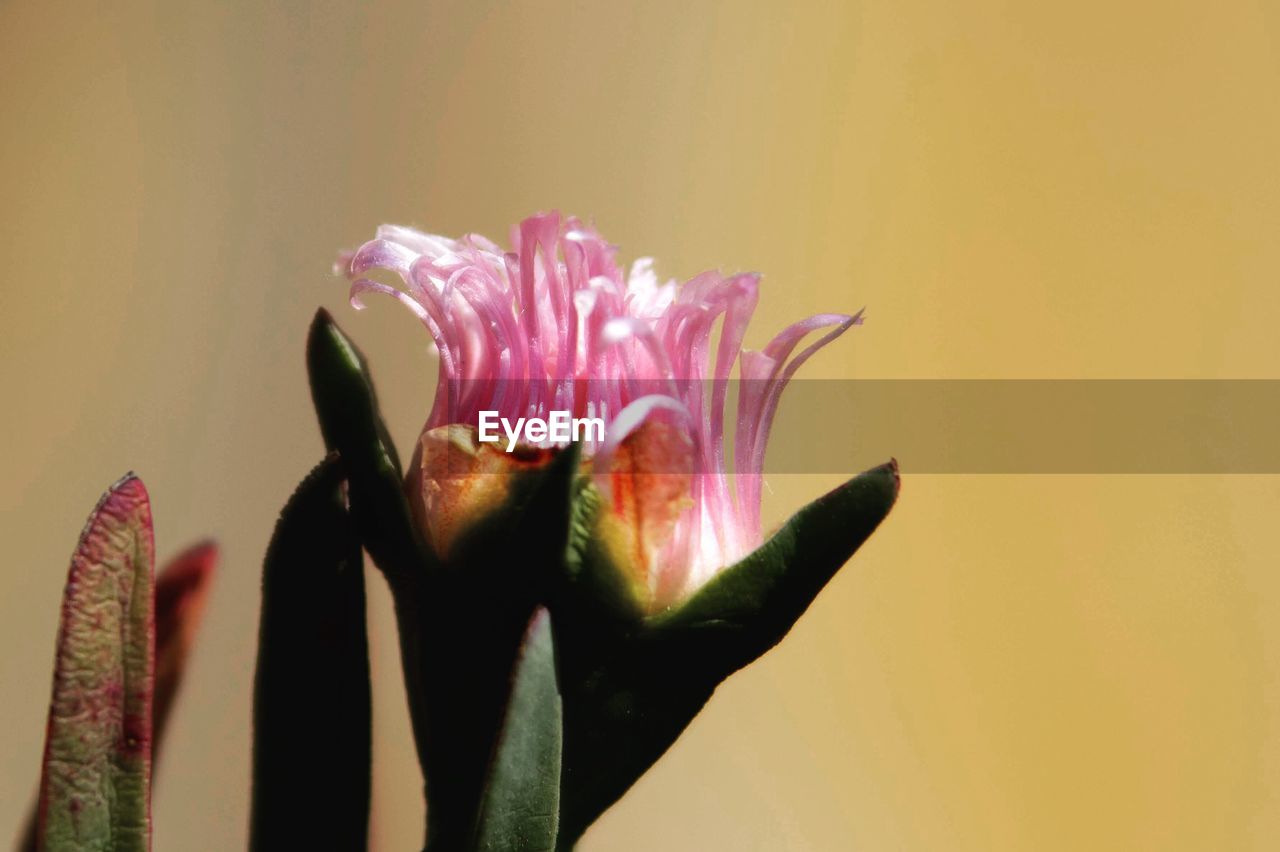 Close-up of pink flower over white background