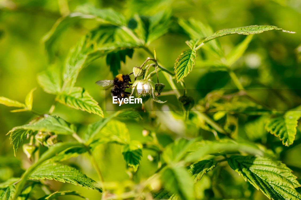 Close-up of insect on leaf