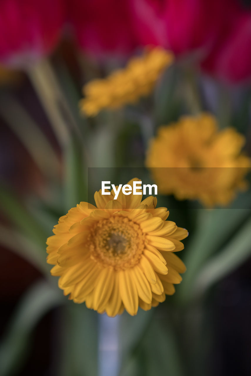 CLOSE UP OF YELLOW FLOWER