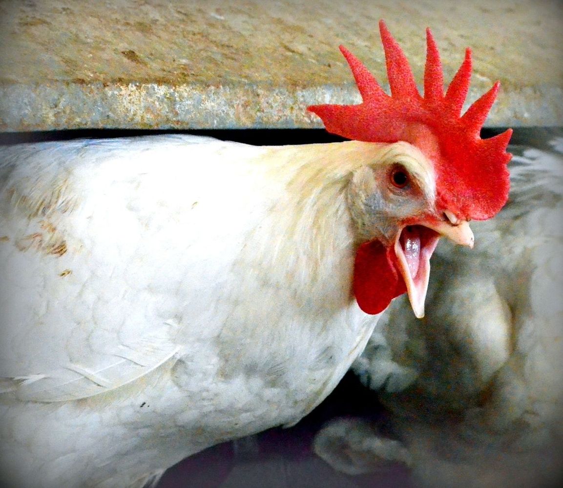 CLOSE-UP OF DOG IN RED