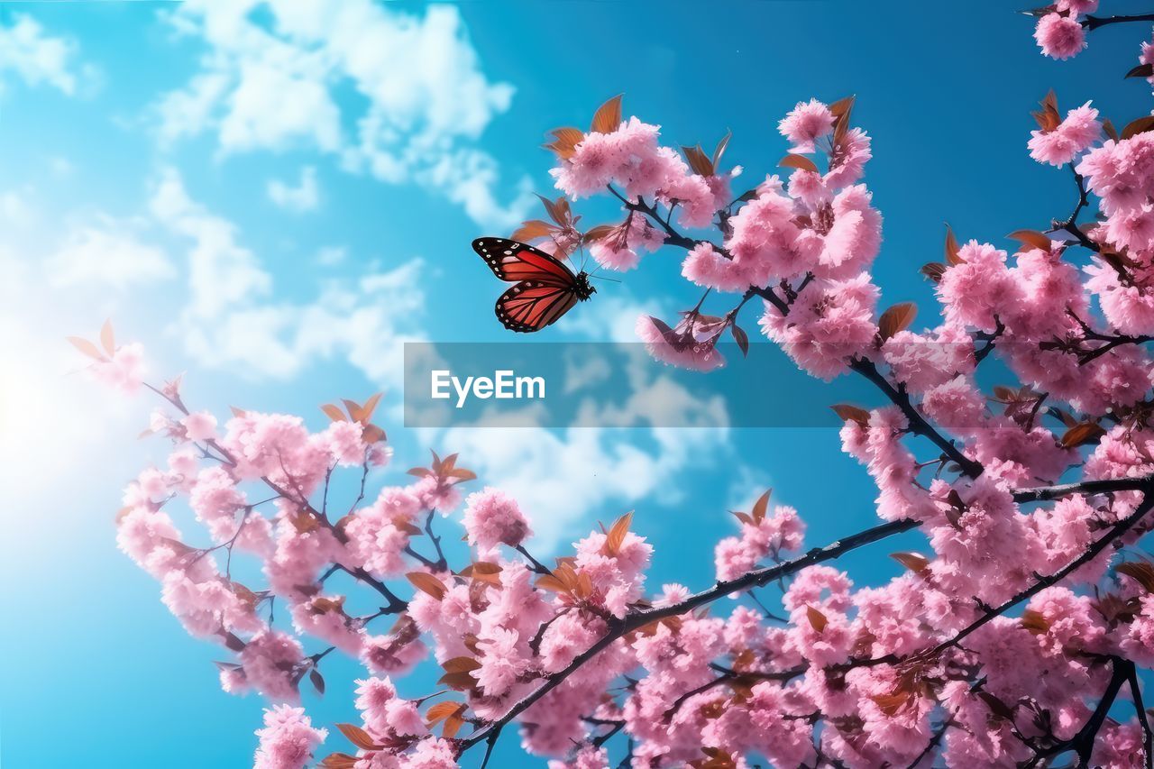 plant, flower, flowering plant, beauty in nature, pink, springtime, fragility, blossom, freshness, tree, sky, nature, growth, cherry blossom, branch, spring, blue, petal, cherry tree, low angle view, no people, outdoors, cloud, day, flower head, inflorescence, close-up, sunlight, botany