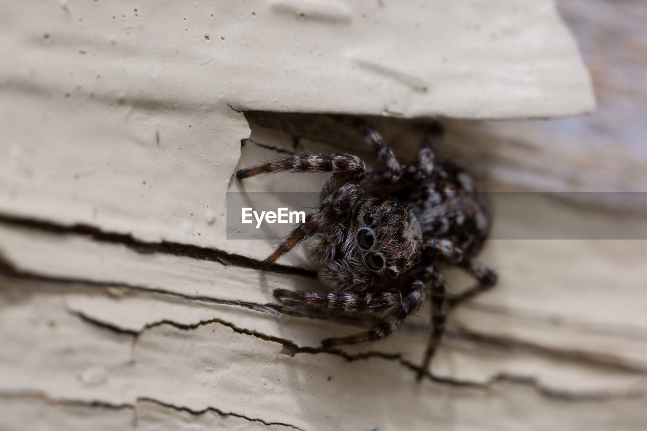 HIGH ANGLE VIEW OF FLY