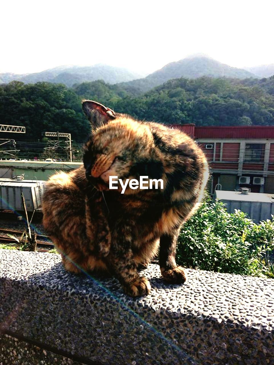 CAT ON MOUNTAIN AGAINST SKY