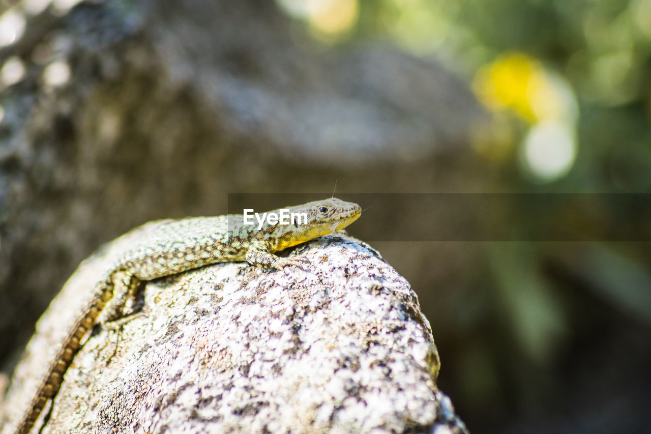 Lizard on stone enjoying a sun bath